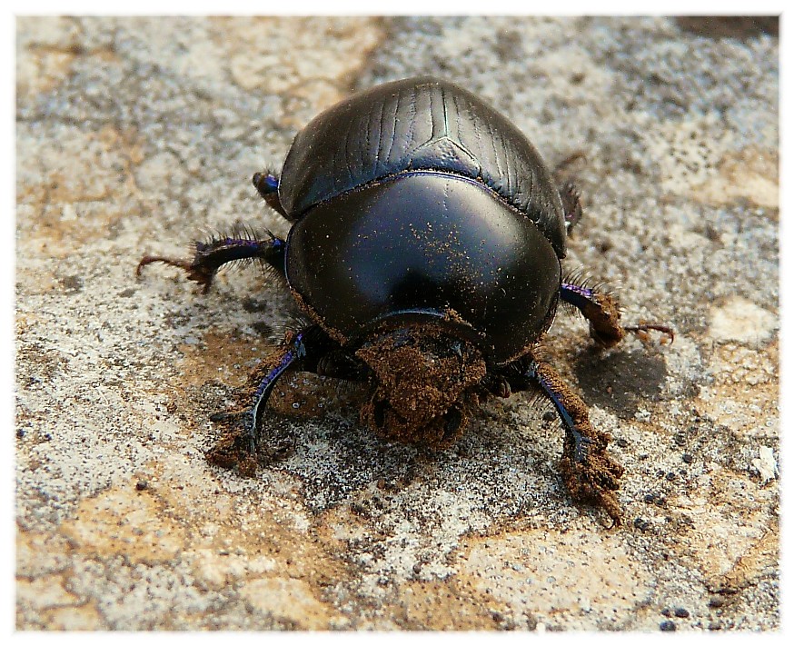 Sericotrupes niger (Geotrupidae)